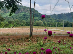 รถมือสอง อสังหาริมทรัพย์ ที่ดิน ปี 0 