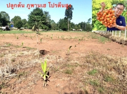 รถมือสอง อสังหาริมทรัพย์ ที่ดิน ปี 0 