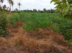 รถมือสอง อสังหาริมทรัพย์ ที่ดิน ปี 0 