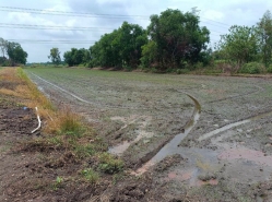 ขายที่ดิน คลอง 12 หนองเสือ 200 ตรว บรรยากาศ ทำเล เหมาะ ปลูกบ้าน ทำการเกษตรพอเพียง สามารถซื้อเก็บไว้ในอนาคตได้ค่ะ