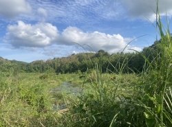 ทรัพย์คุ้มค่าหน้าฝนอยู่เย็นสุขสบาย ขายที่ดินริมหาดสะพลีทรายขาวน้ำใสคราม สวยงามวิวทะเลธรรมชาติสุดสุด ปะทิวใกล้หาดสวยทุ่งวัวแล่น  