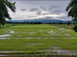 อสังหาริมทรัพย์ - ที่ดิน