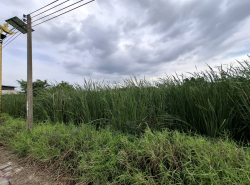 ขาย ที่ดิน ลาดกระบัง 14-1 (ราชา 18) 100 ตรว ใกล้ถ.ลาดกระบังแค่ 2 กม. DD